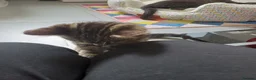 Mixed Breed cats for sale: Available Now! 2 Kittens tabby stripe tuxedo cats  - Advert 15