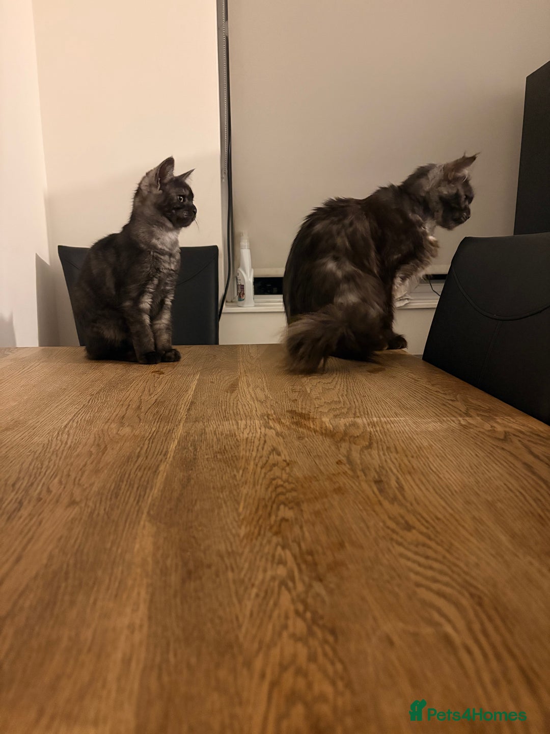 Maine Coon cats for sale: 🖤 Gorgeous 3-Month-Old Maine Coon Girl 🖤 - Advert 8
