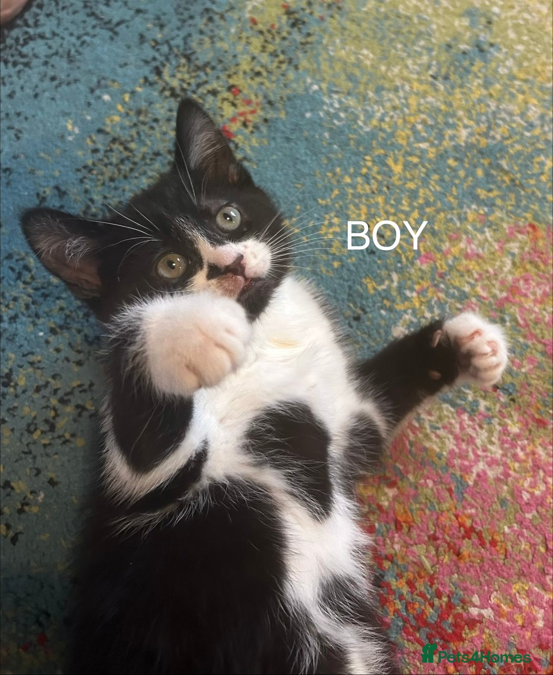 Mixed Breed cats for sale: Cheeky kittens - Advert 6