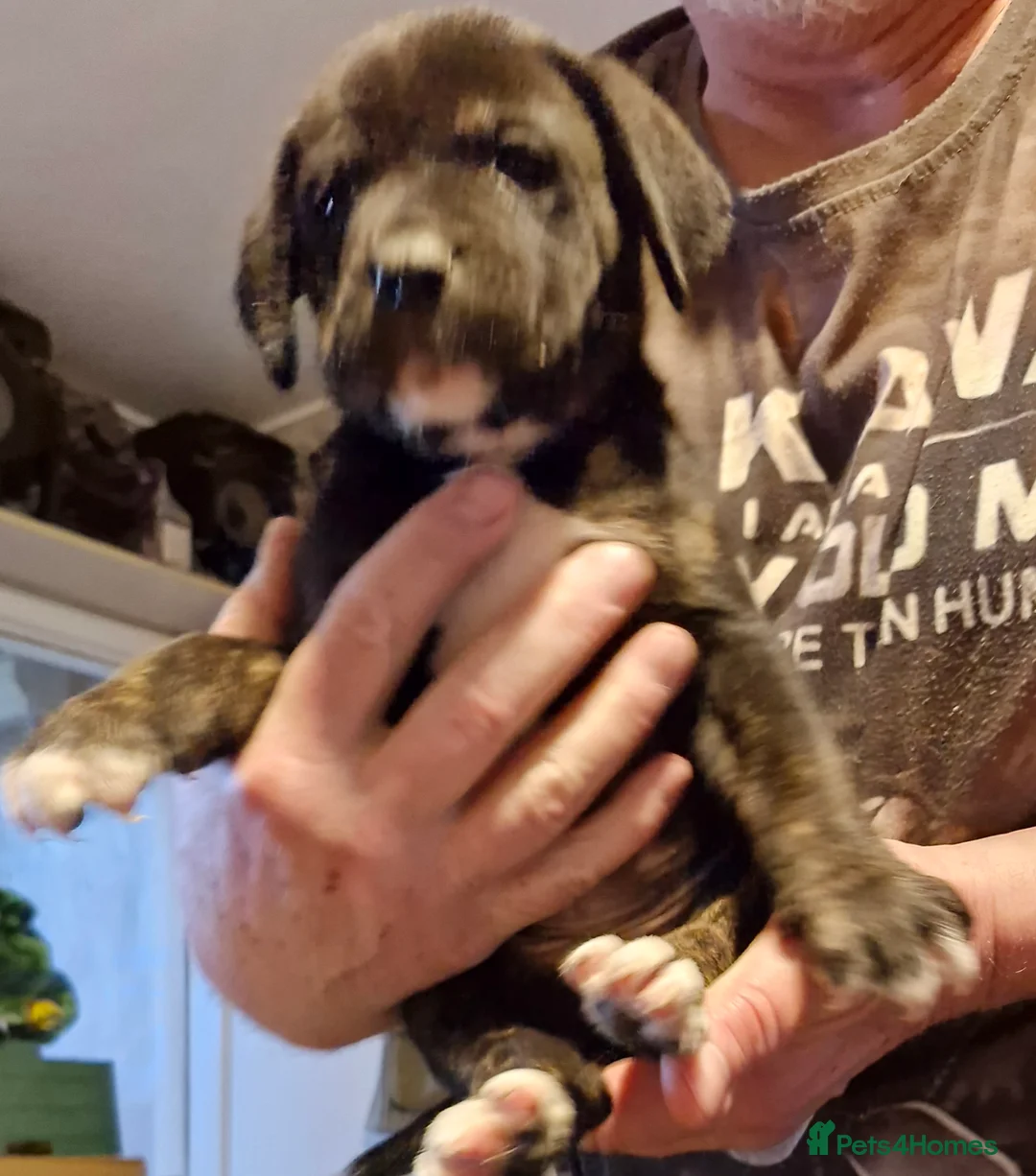 Mixed Breed dogs for sale: Lovely pressa -dog de bordeaux pups - Advert 5