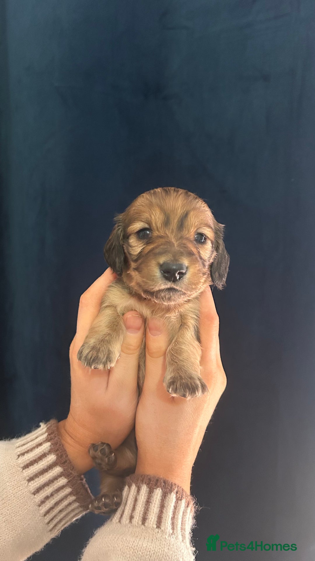 Miniature Dachshund dogs for sale: Gorgeous mini long haired dachshund puppies🐾🩷 - Advert 10