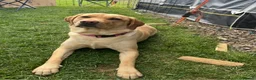 Labrador Retriever dogs for sale: Mother and Son Labrador Retrievers - Advert 3