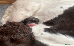 Sprocker dogs for sale: Sprocker puppies  - Image 4