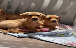 Labrador Retriever dogs for sale: KC registered Fox Red Labrador pup (last girl)🐾 in Saltcoats - Image 6