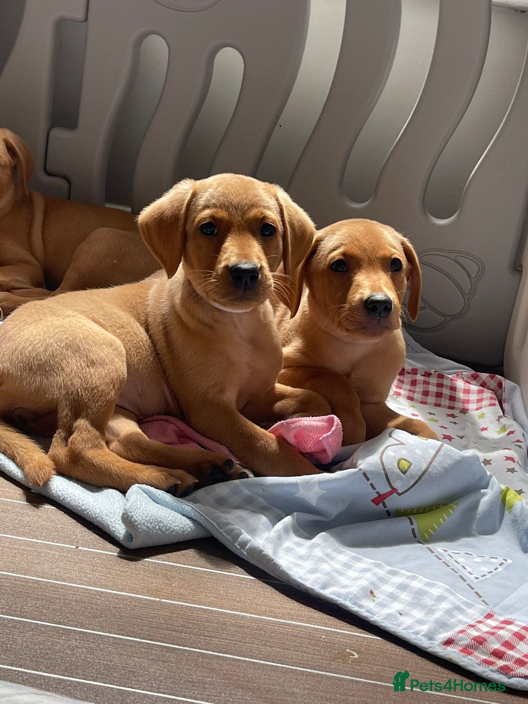 Labrador Retriever dogs for sale: KC registered Fox Red Labrador pup (last girl)🐾 in Saltcoats - Image 6