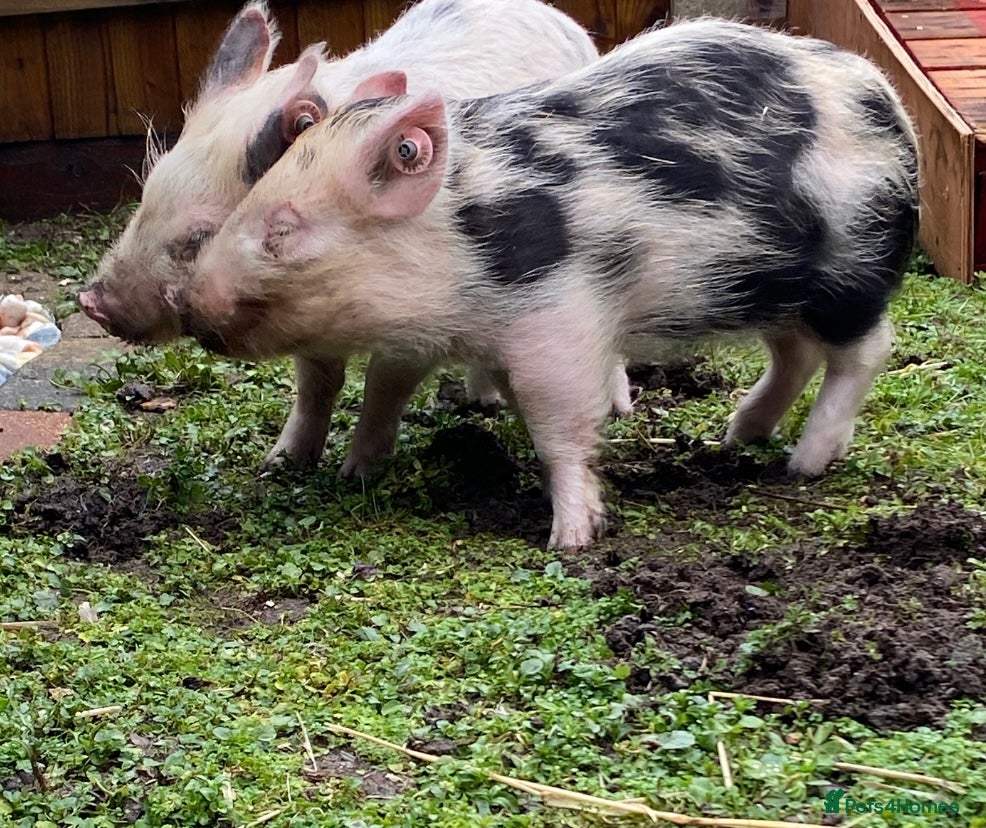 Pig livestock 2 micro piglets - Advert 2