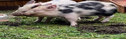 Pig livestock for sale: 2 micro piglets - Advert 3