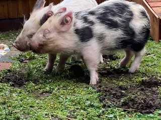 Pig livestock 2 micro piglets - Advert 2