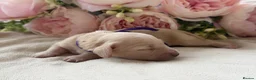 Miniature Dachshund dogs for sale: Cream long haired mini dachshund  in Maidstone - Advert 7