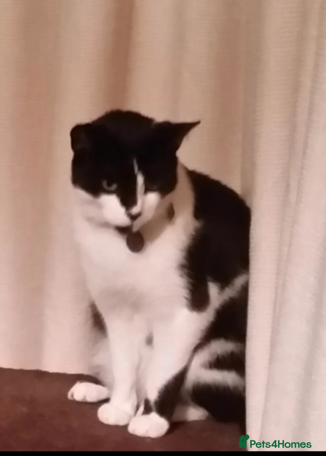 Domestic Shorthair cats for sale: Lovely male 13 year old domestic short hair - Advert 2