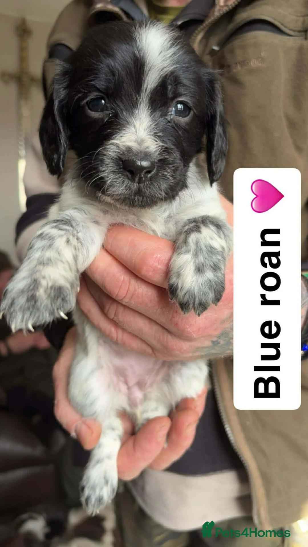 Sprocker dogs for sale: Sprocker Pups. - Advert 28