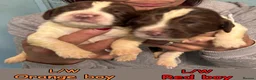 English Springer Spaniel dogs for sale: English Springer Spaniel Puppies - 5 Star Licence - Advert 12