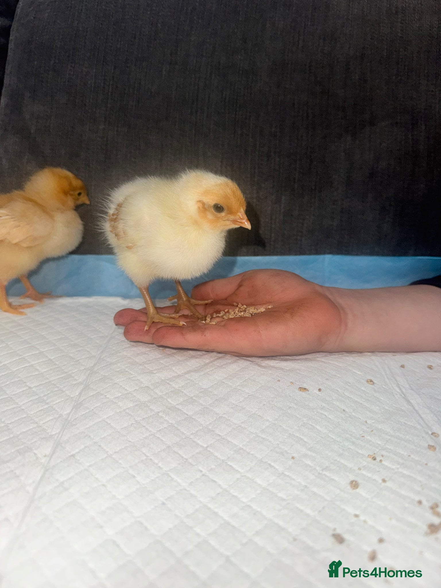 Chickens poultry Mixed breed chicks  - Advert 2