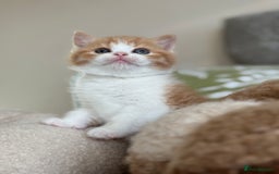 British Shorthair cats for sale: Tica reg red bi colour kitten boy  - Image 4