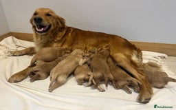 Goldendoodle dogs for sale: Gorgeous Goldendoodle Puppies  - Image 3