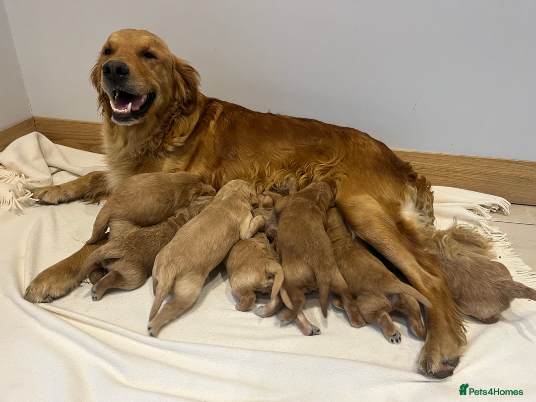 Goldendoodle dogs for sale: Gorgeous Goldendoodle Puppies  - Image 3