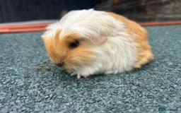 Guinea Pig rodents for sale: Beautiful Baby Guinea pigs to reserve  - Image 3