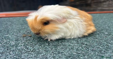 Guinea Pig rodents - Advert 12