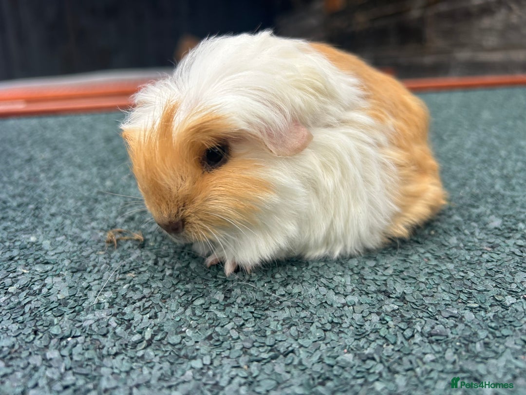 Guinea Pig rodents for sale: Beautiful Baby Guinea pigs to reserve  - Image 3