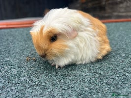 Guinea Pig rodents - Advert 3