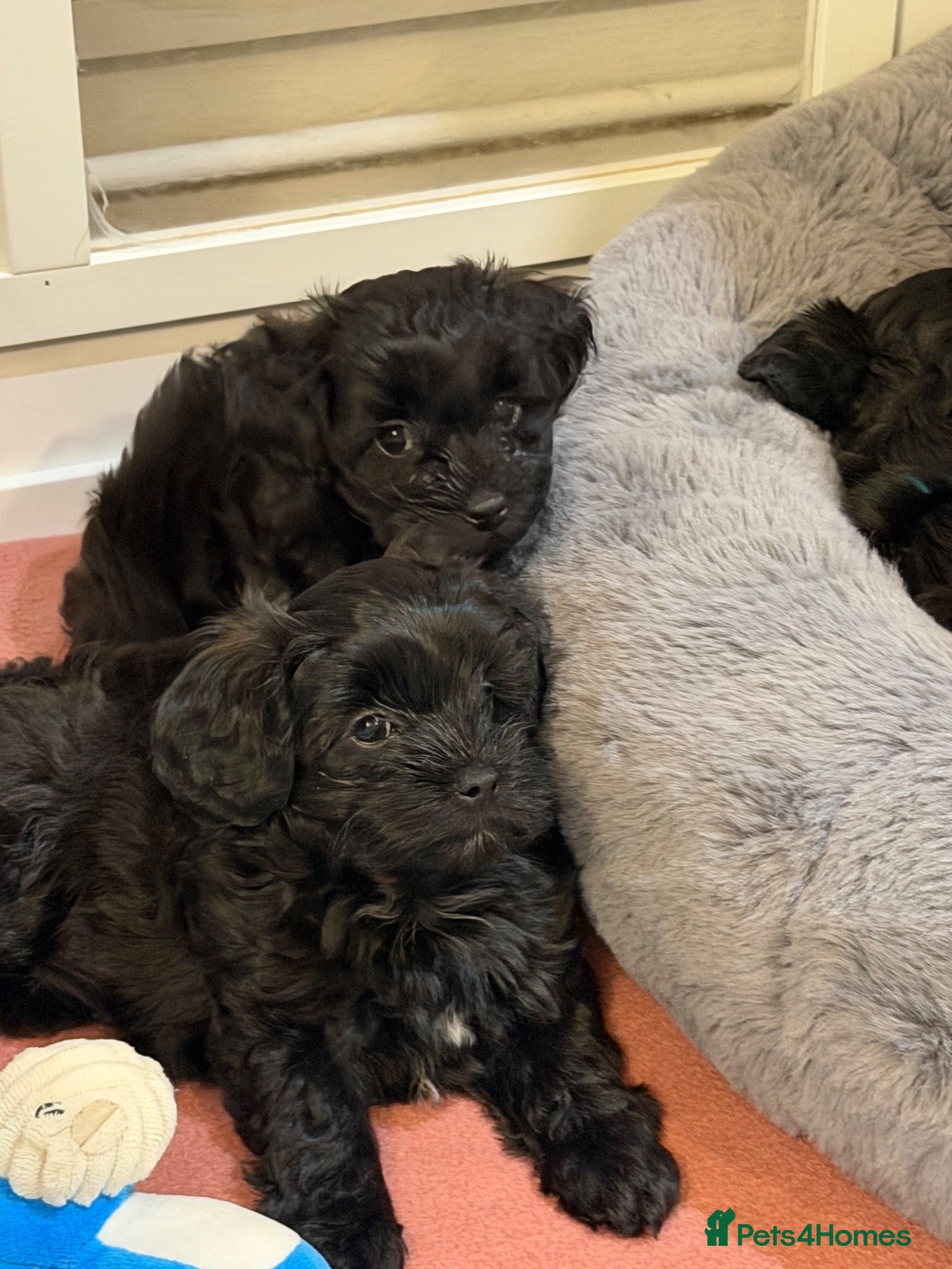 Maltipoo dogs for sale: Gorgeous rare colour Maltipoo pups - Advert 9
