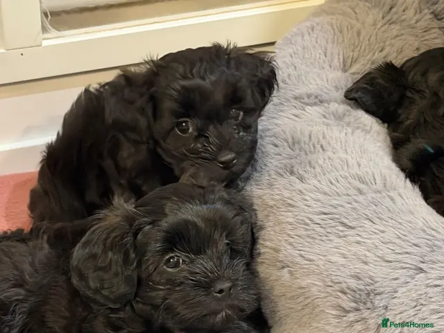 Maltipoo dogs for sale: Gorgeous rare colour Maltipoo pups - Advert 9