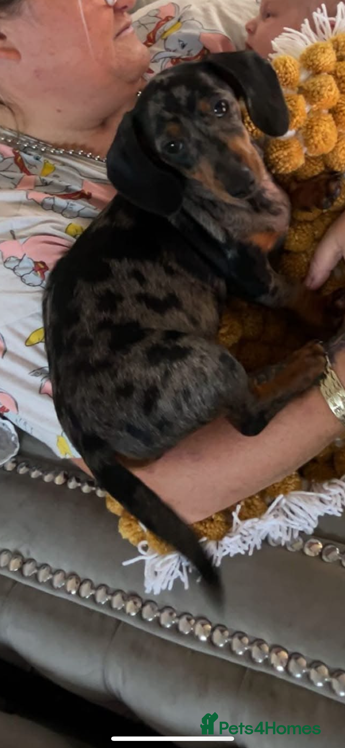 Miniature Dachshund dogs 5 month old pup looking to rehome  - Advert 3