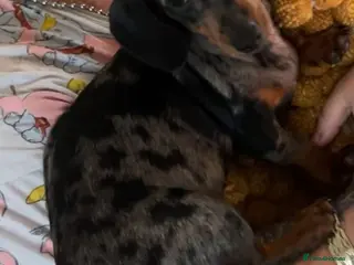 Miniature Dachshund dogs 5 month old pup looking to rehome - Advert 3