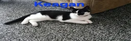 Mixed Breed cats for sale: Free to a good home - Advert 15