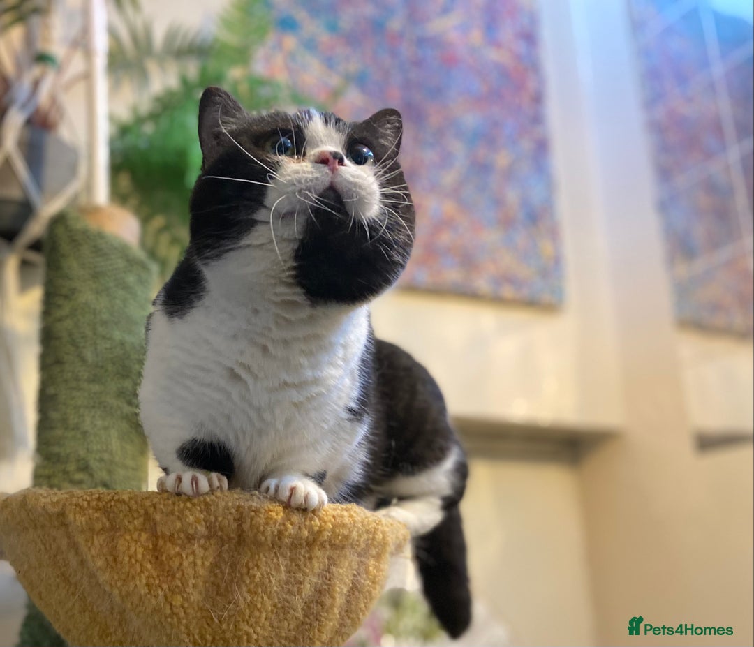 Munchkin cats for sale: Call center cat, TICA active registered munchkin - Advert 11