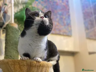 Munchkin cats Call center cat, TICA active registered munchkin - Advert 3