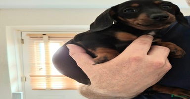 Dachshund dogs - Advert 9