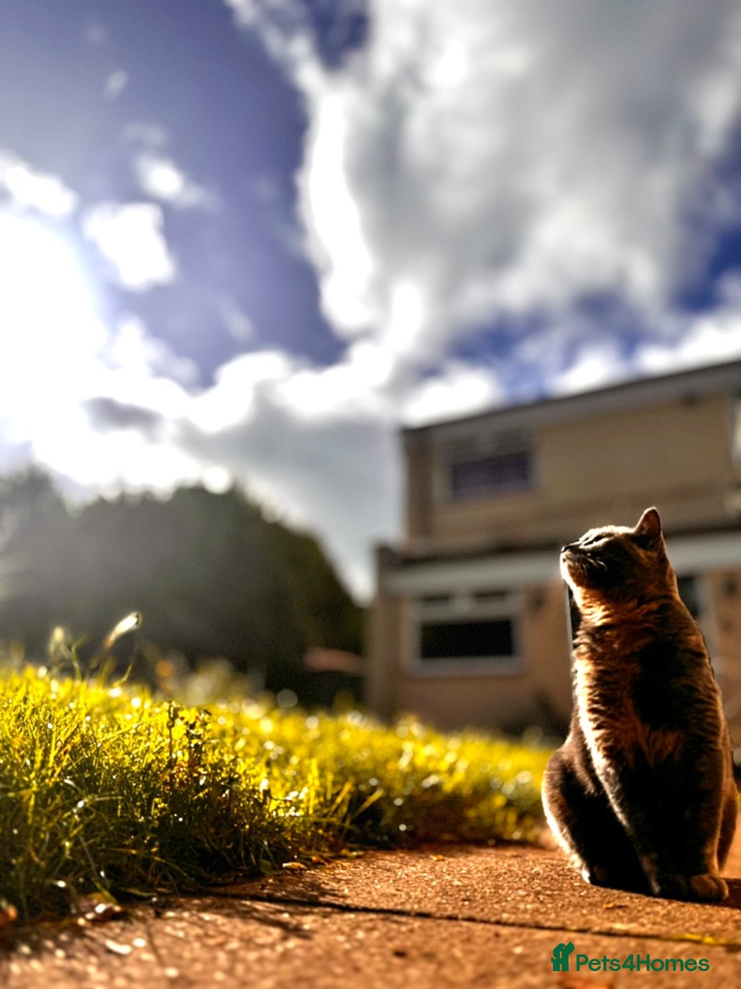 Mixed Breed cats for sale: Beautiful Layla needs a new family - Advert 7