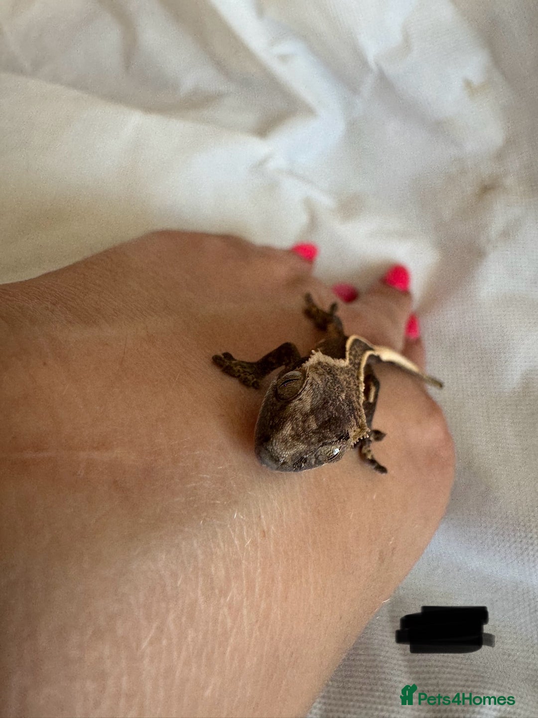 Gecko reptiles for sale: Baby crested geckos  - Image 12
