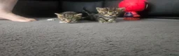 Mixed Breed cats for sale: Kittens  - Advert 3