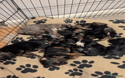Mixed Breed dogs for sale: 4 girls available end of October  - Image 1