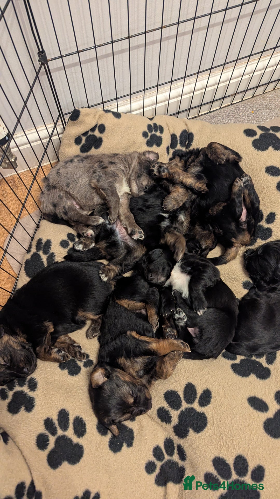 Mixed Breed dogs for sale: 4 girls available end of October  - Image 1