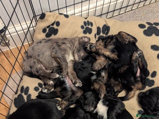Mixed Breed dogs - Advert 8