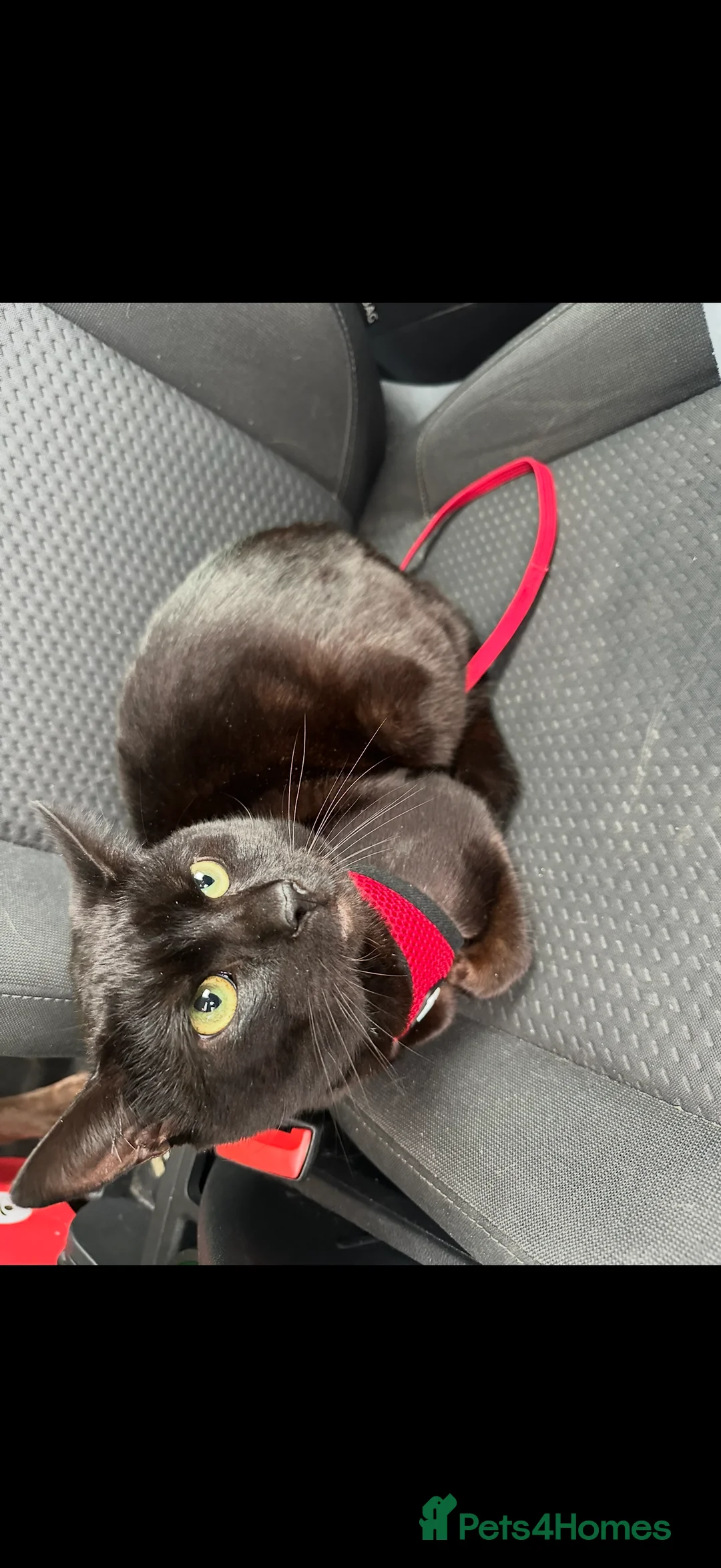 Abyssinian cats for sale: Sweetest tigger - Advert 3