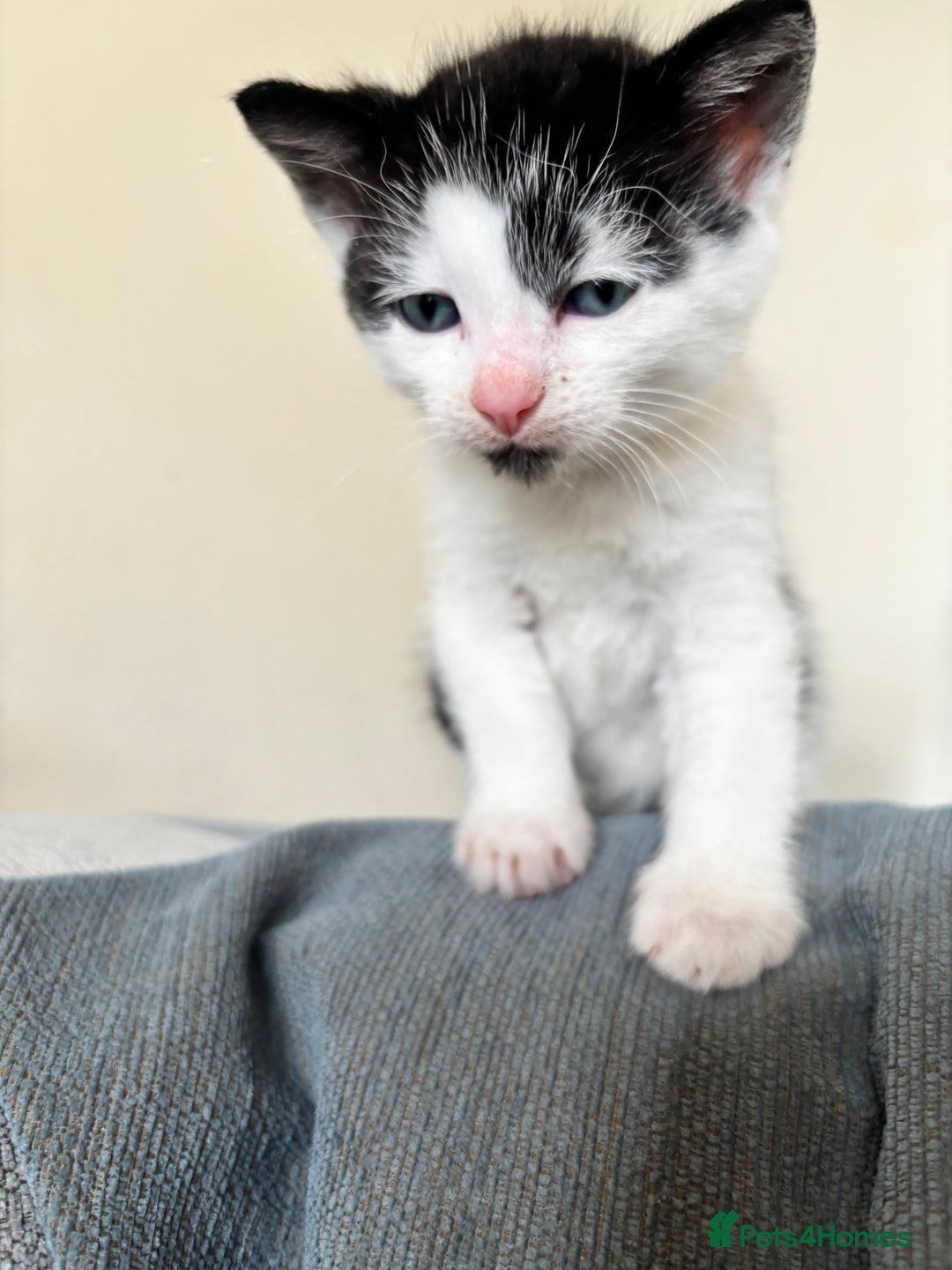 British Shorthair cats for sale: Four hand reared kittens Please read the info - Advert 6