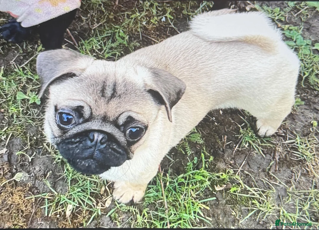 Pug dogs for sale: Pugs males - Advert 2