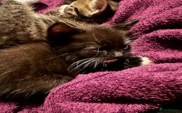 Mixed Breed cats for sale: 3x male kittens ready 26th October  - Image 2