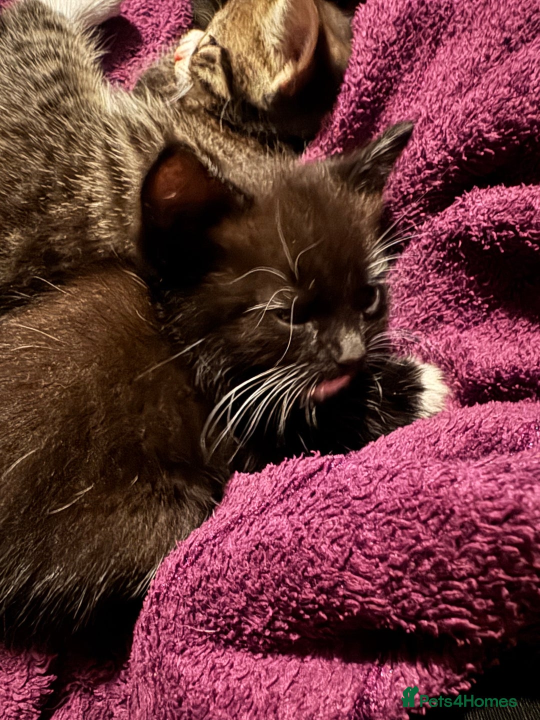 Mixed Breed cats for sale: 3x male kittens ready 26th October  - Image 2