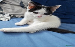 Mixed Breed cats for sale: Two adorable girls - Image 8