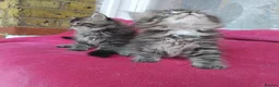 Mixed Breed cats for sale: Mixed persain and ragdoll kittens for sale,  - Advert 3
