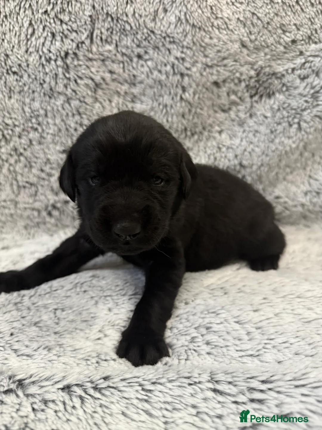 Labrador Retriever dogs for sale: KC Registered Labrador Retriever Puppies - Advert 24