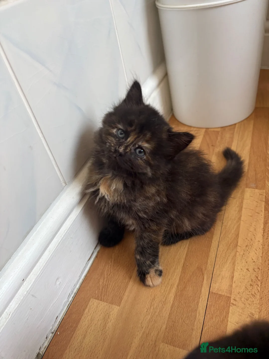 Mixed Breed cats for sale: Beautiful kittens looking for their forever homes - Advert 2