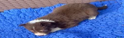 Border Collie dogs for sale: Fabulous Red Border Collie Puppies - Advert 16