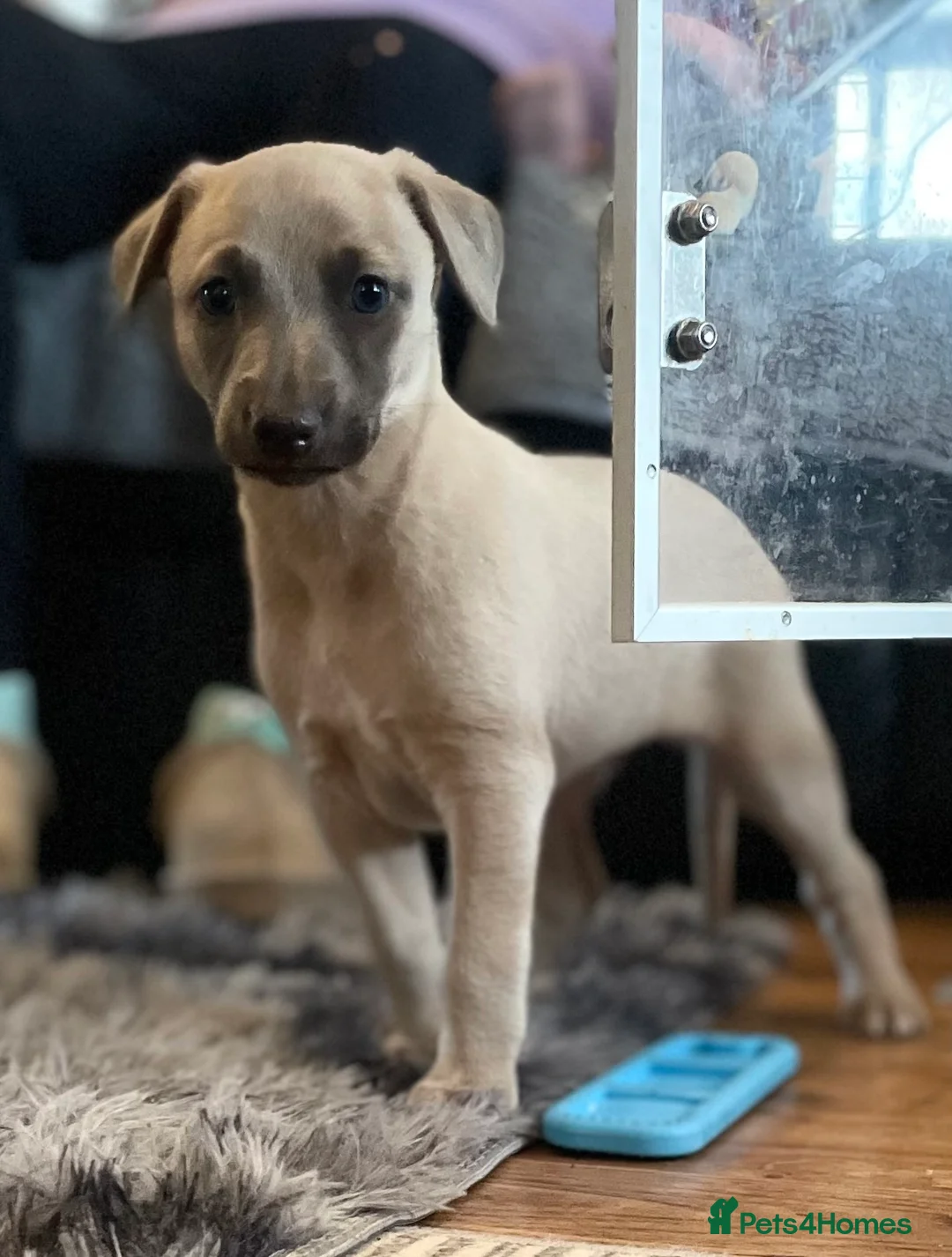 Whippet dogs for sale: SOLD -Male whippet puppy - Advert 8