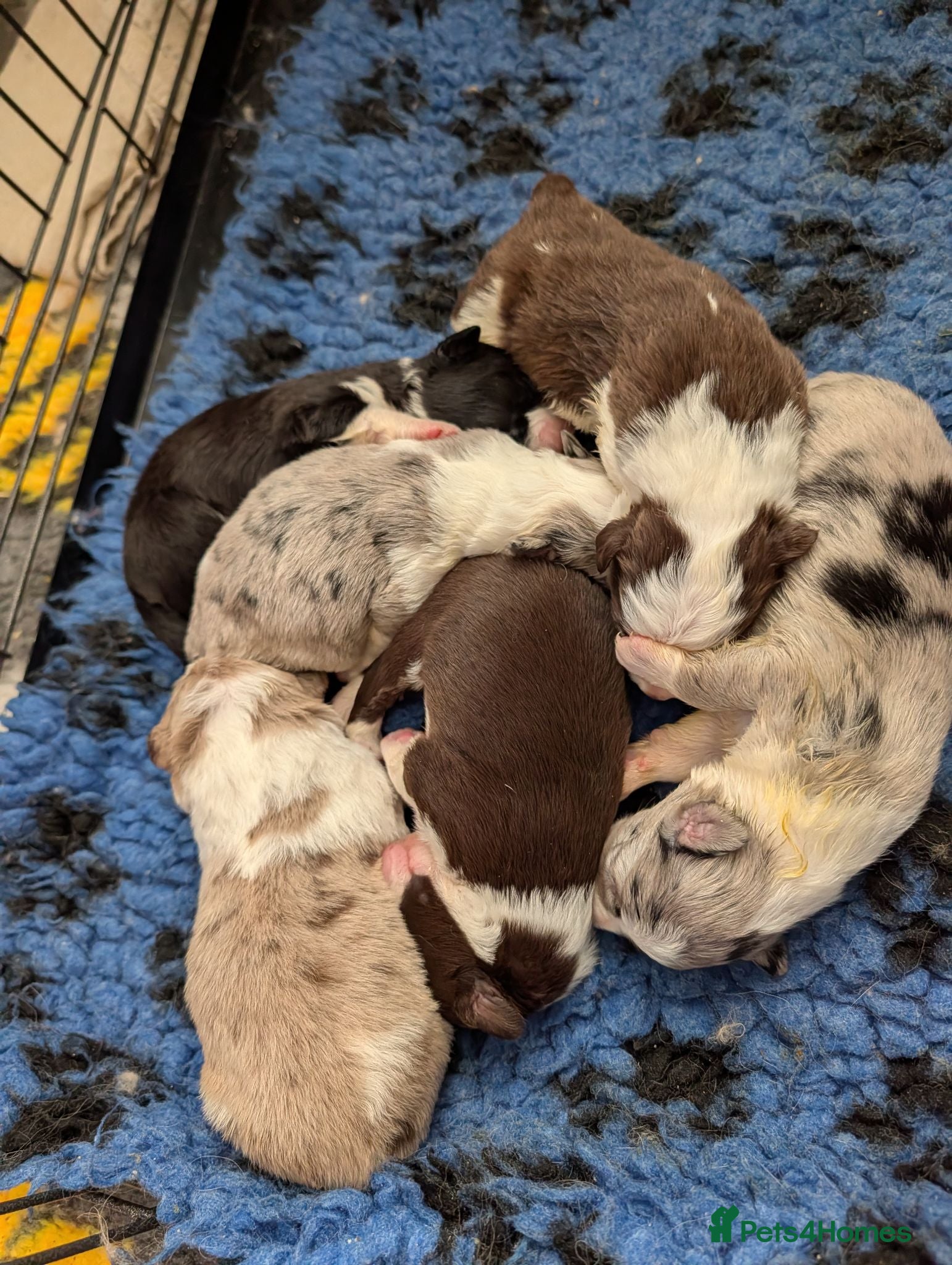 Border Collie dogs Border collie puppies - Advert 2